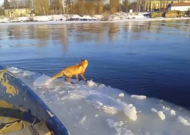 Istopit ćete se kad ovo vidite: Dobri ribar pomogao lisici vratiti se na kopno