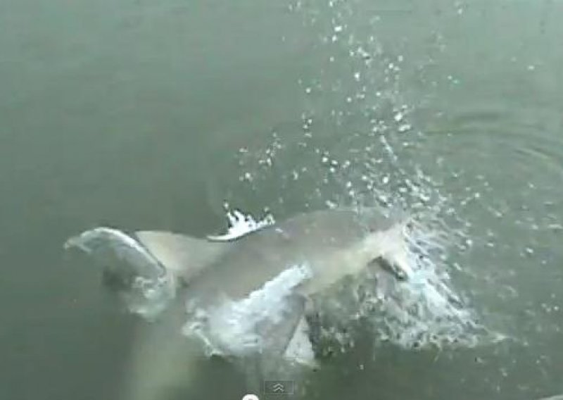 Morski pas ukrao ženi ribu s udice