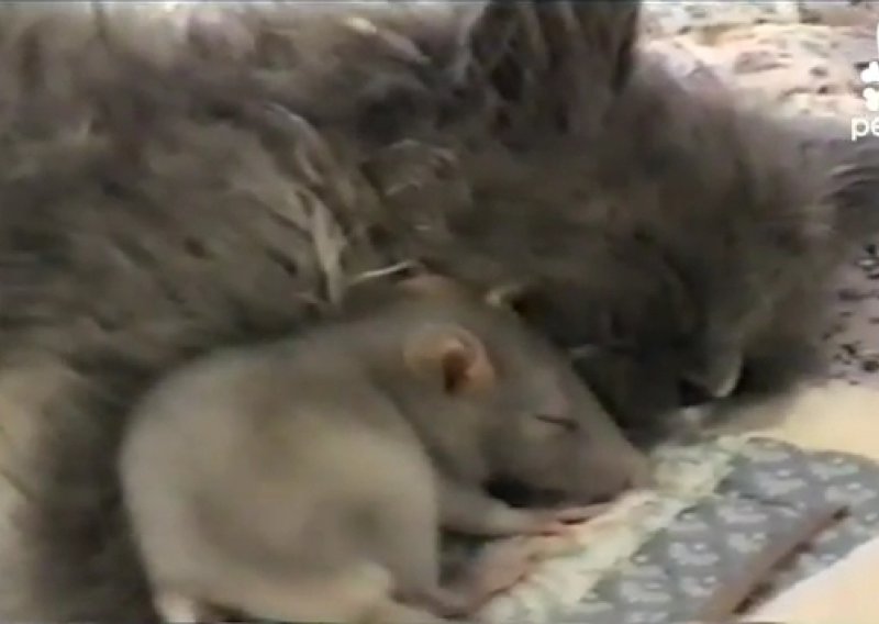 Miš se sklupčao i zaspao uz mačka