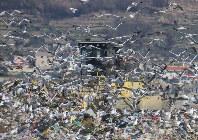 Hoćete li koristiti papirnate ili platnene vrećice? Jedne su 'krive' za uništavanje šumskog blaga, a druge za zagađenje oceana