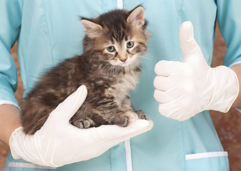 Evo zašto vaša mačka ne voli veterinara