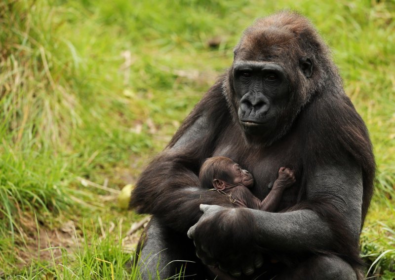 Pogledajte prekrasno mladunče gorile rođeno u irskom ZOO-u