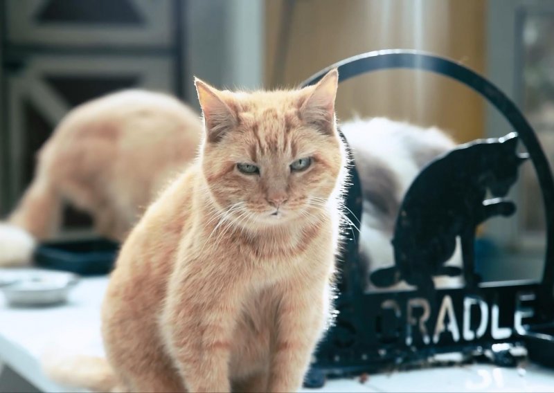 Jeste li znali da postoji umirovljenički dom za mačke?