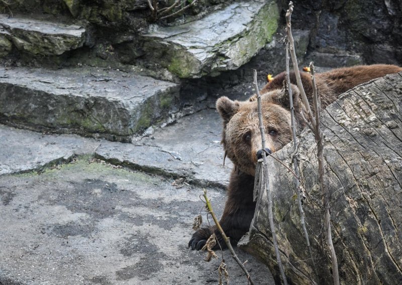 Na Pelješcu po prvi puta uočen medvjed, lovci kažu: Mogao je i doplivati