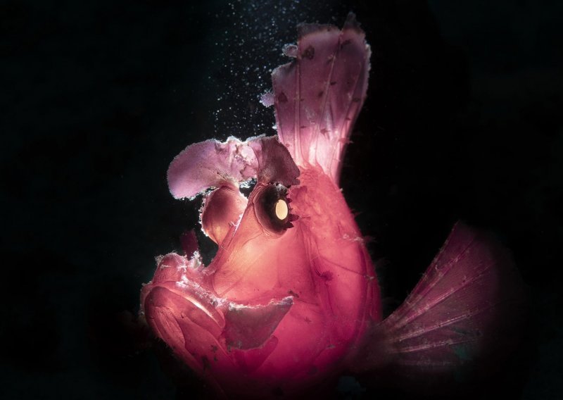[FOTO] Nećete vjerovati što su sve snimili podvodni fotografi; ovako divni prizori rijetko se viđaju