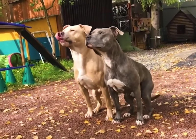 Ljudi nisu jedini kojima se događaju bizarne nezgode – pogledajte ove ljubimce!