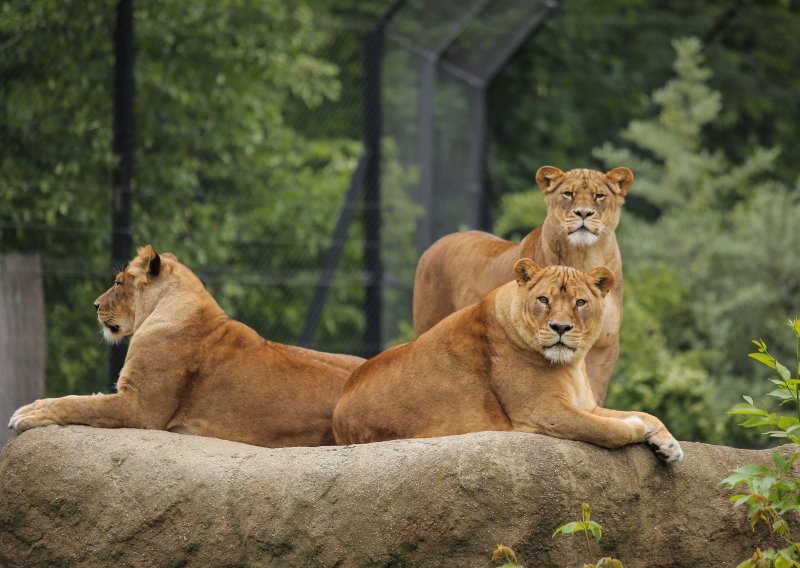 U zagrebačkom ZOO-u u nedjelju se obilježava Svjetski dan biološke raznolikosti