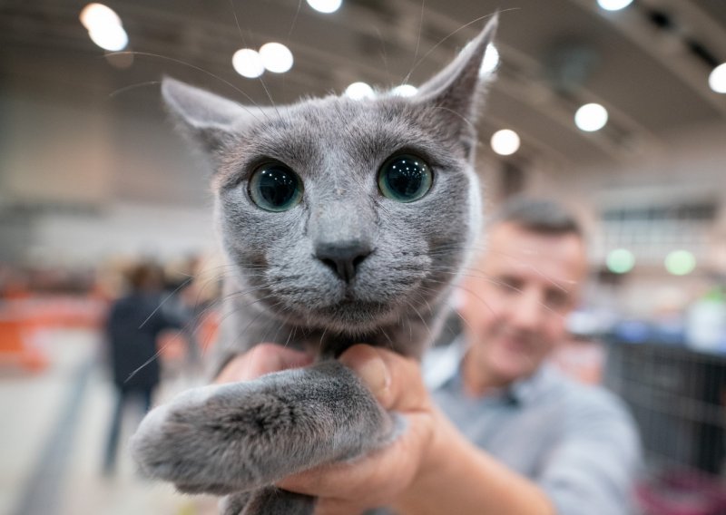 Pogledajte prekrasne ljubimce koji sudjeluju u natjecanju 'Dog and Cat'