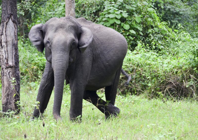 Afrički slonovi imaju najbolji njuh u životinjskom svijetu