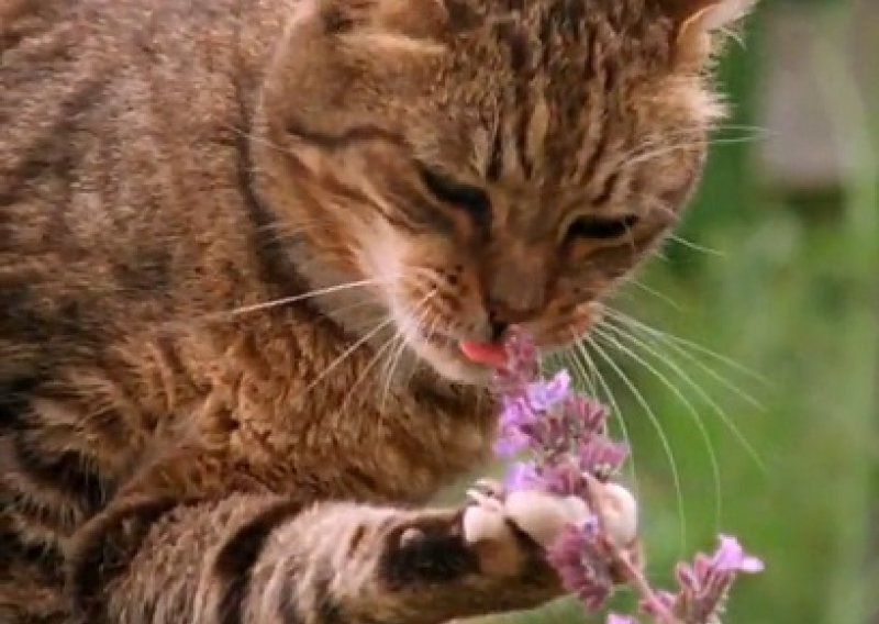 Mačke u svijetu halucinogenog bilja