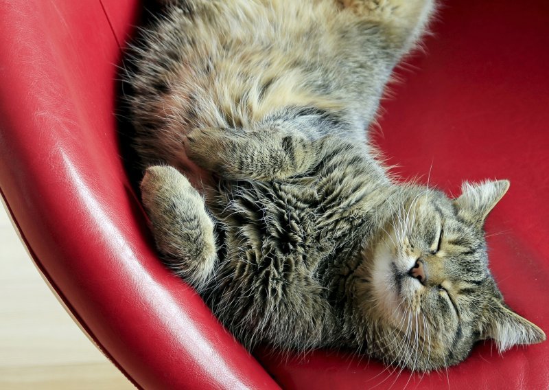 Koliko mačke zapravo spavaju?