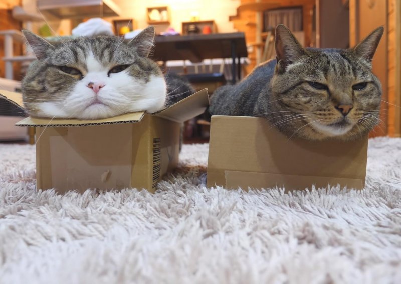 Što ovih dana radi mačak Maru? Isto što i uvijek – sjedi u kutiji!