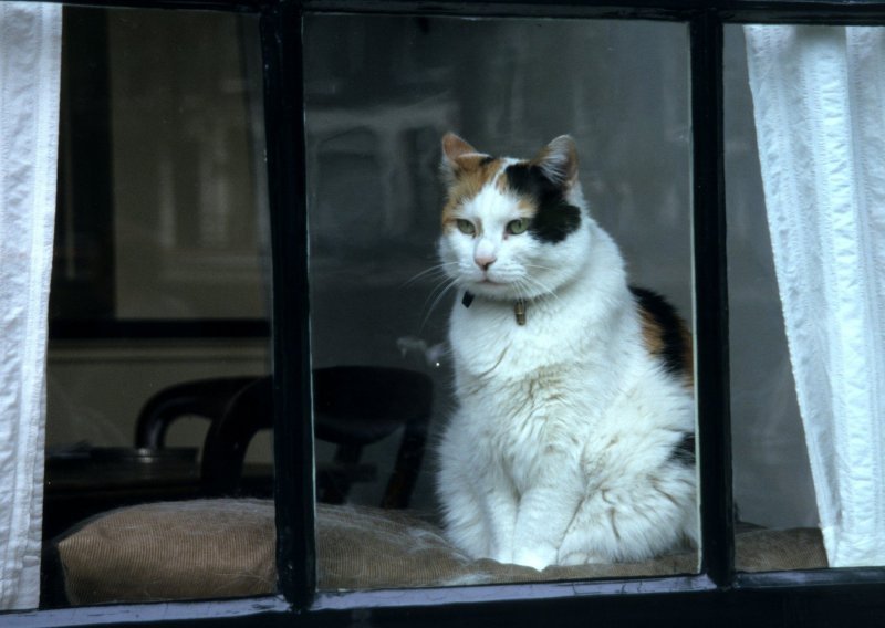 Susjeda koja voli mačke postala hit na internetu