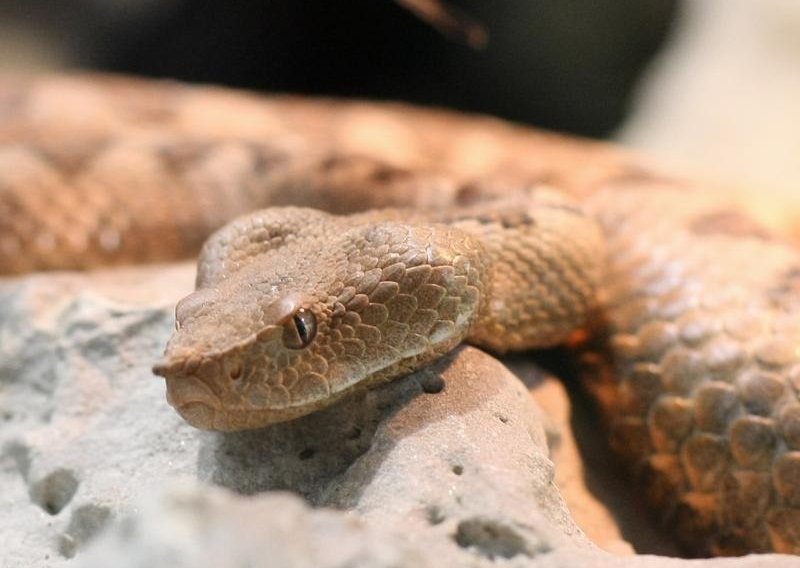 Pet doktora i četiri sestre spasili dječaku život