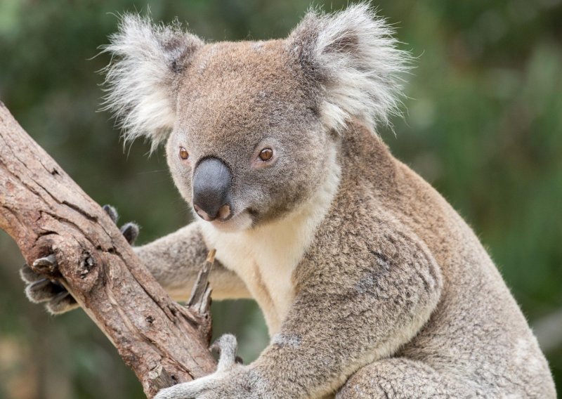 Mislite da su koale najslađe na svijetu? Čekajte dok ih ne čujete!