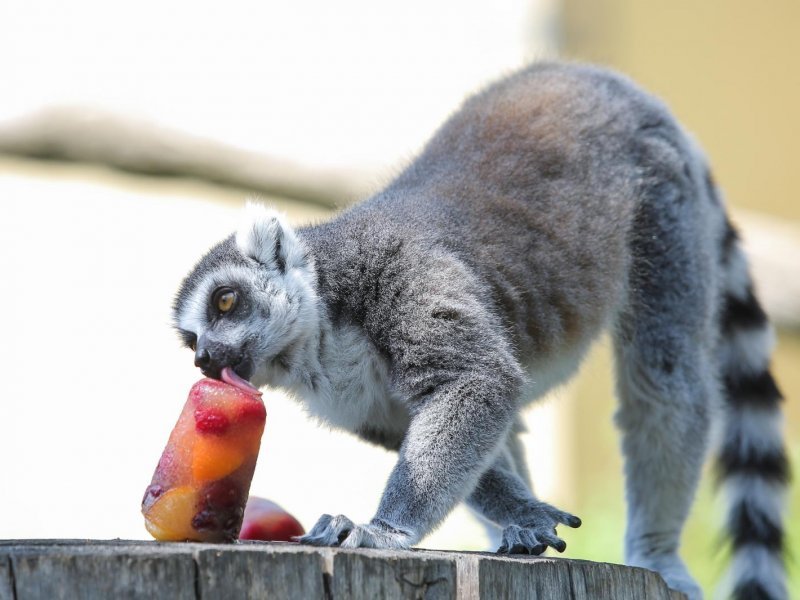 Životinje u Zagrebačkom ZOO-u uživaju u hladnim poslasticama