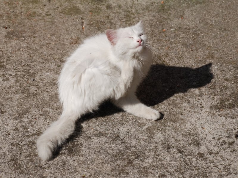 vruća mala teen maca