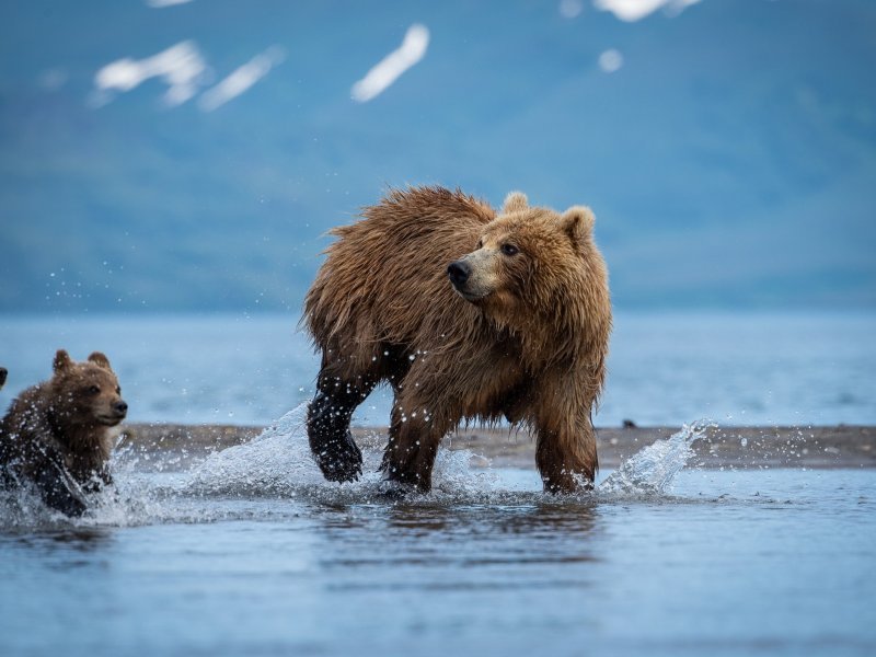 Smeđa medvjedica i mladunci