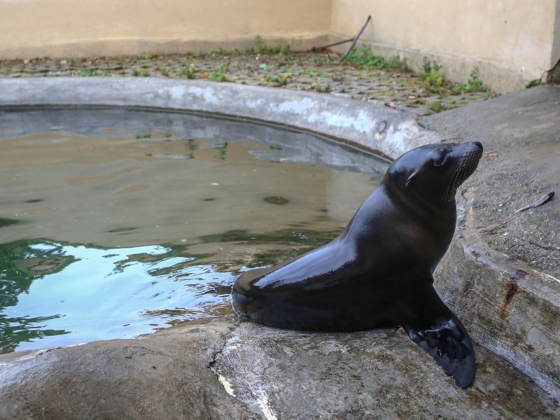 U Zoološkom vrtu Grada Zagreba uginula mama morska lavica, a nakon nje i njezino mladunče