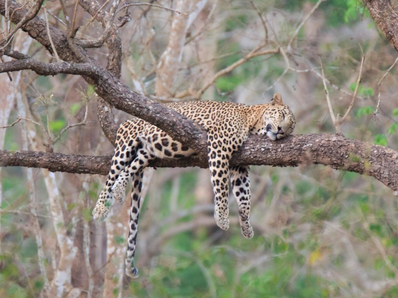 Lijeni leopard