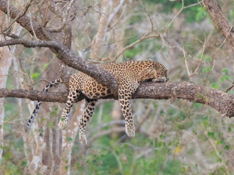 Lijeni leopard