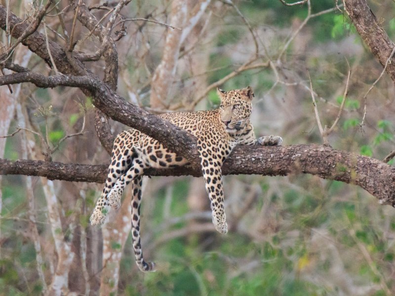 Lijeni leopard