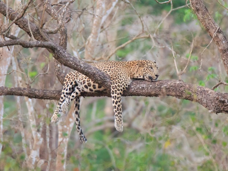 Lijeni leopard