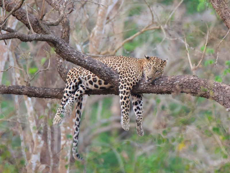 Lijeni leopard