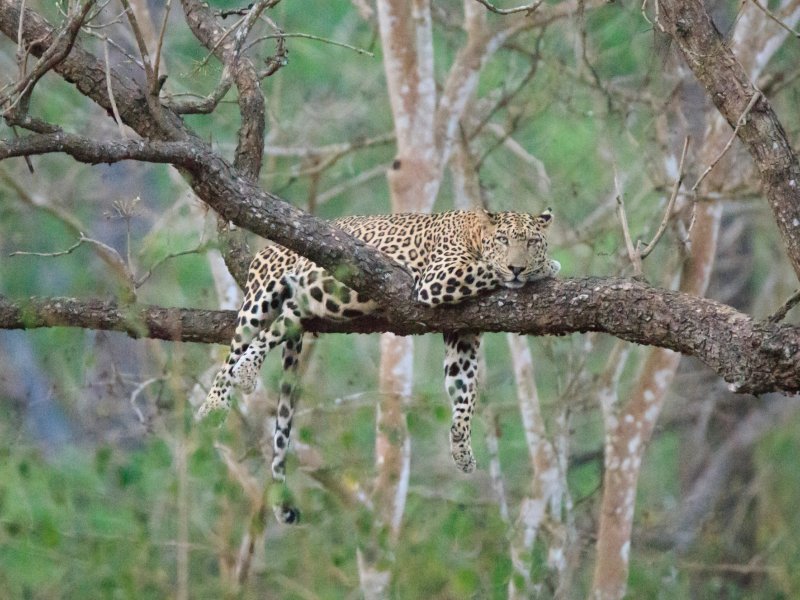 Lijeni leopard