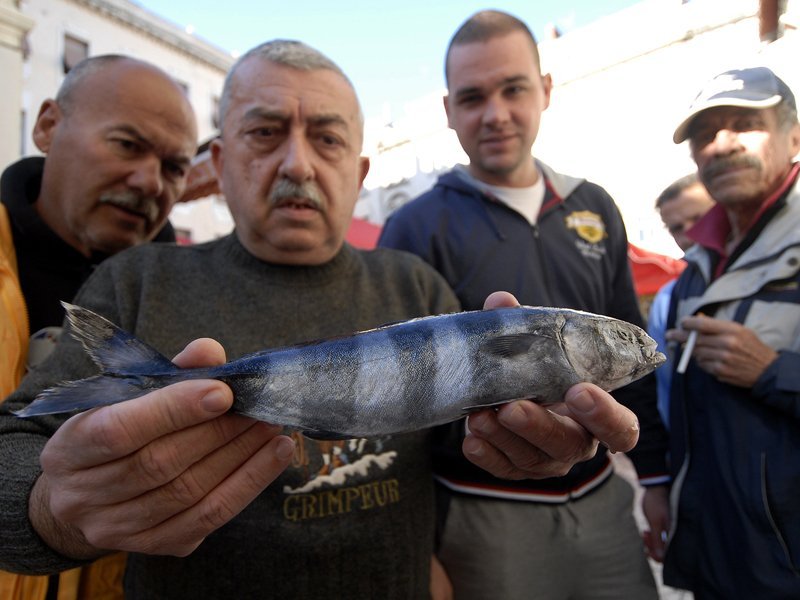 Na sjevernom Jadranu sve više tropskih riba - tportal