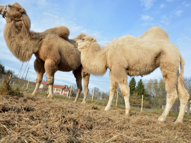 Prijatelji životinja obrušili se na gradonačelnika Đurđevca zbog deva ...