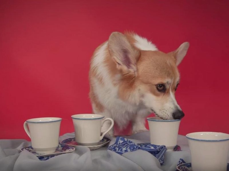 Собаки пьют чай. Корги и чай. Корги чаепитие. Собака пьет чай. Чайная собака.