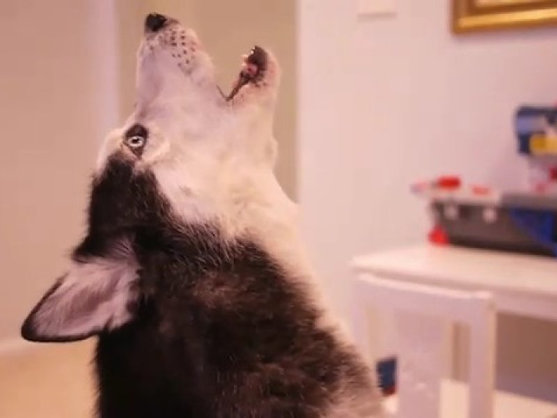 Собака которая не умела лаять. Говорящая собака на шоу талантов. Собаки которые умеют петь. Собака на солнышке. Собака поет.