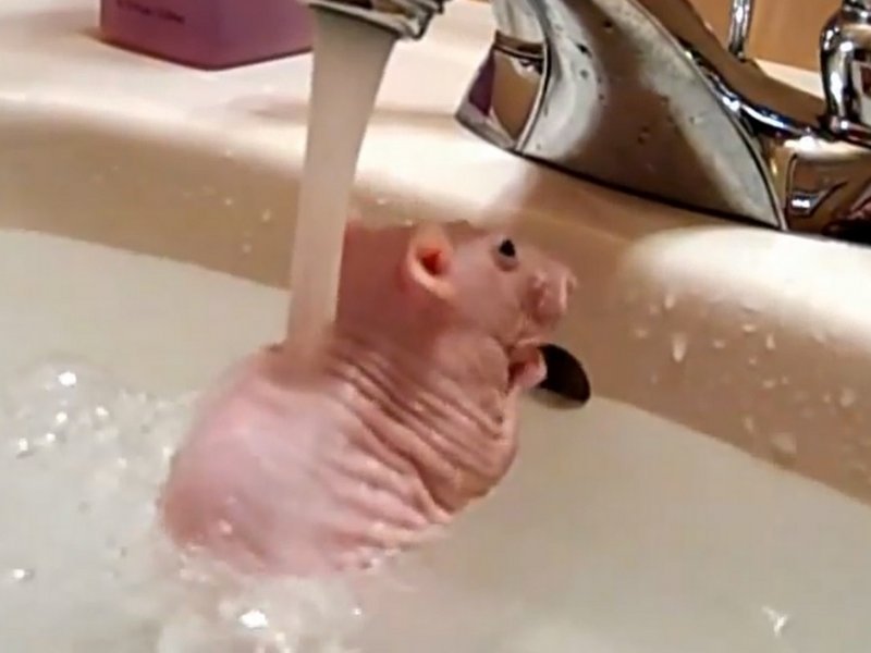 Горячая блондинка мастурбирует вибратором и уточкой в ванне