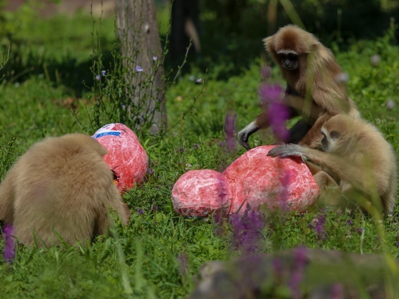 Giboni u Zagrebačkom ZOO-u predviđaju nogometni rezultat