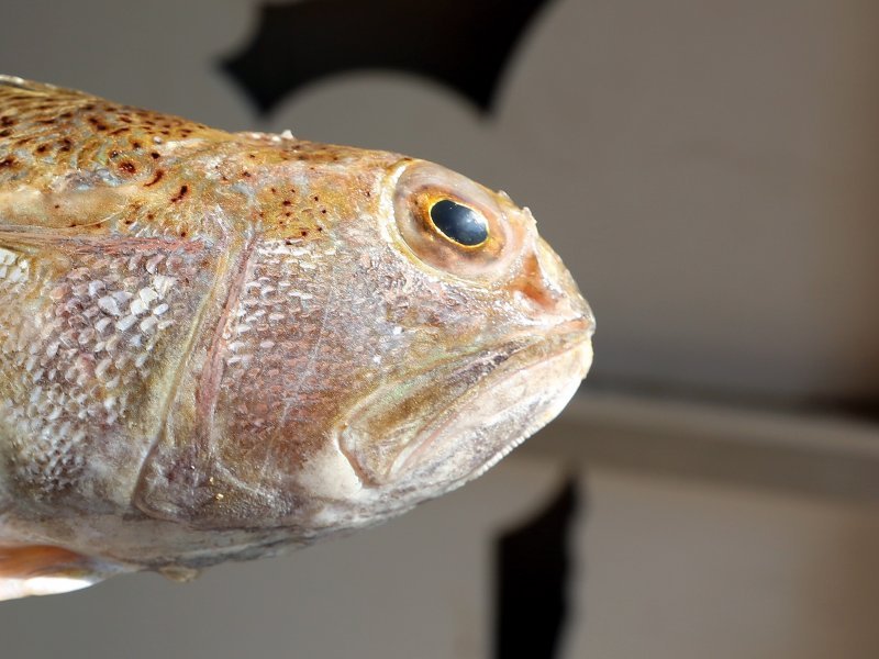 S njim nema ale Upoznajte najopasniju ribu Jadranskog S njim nema ale Upoznajte najopasniju ribu Jadranskog