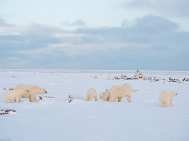 белушья губа поселок медведи. медведь на нересте. арктика – антарктика белый медведь. белый медведь экология. белый медведь на суше.