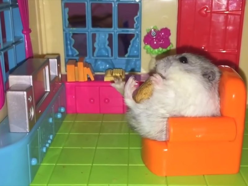 смешные хомяки. домашние питомцы хомяк. хомяк в колесе. включи хомяк сиреноголового. боевой хомяк.