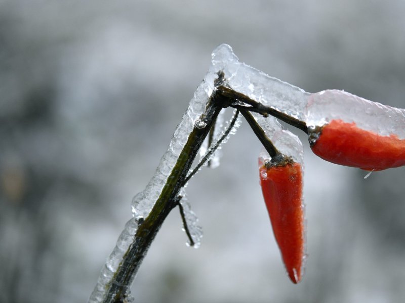 Oštrik goli GeaGo Dalmacija