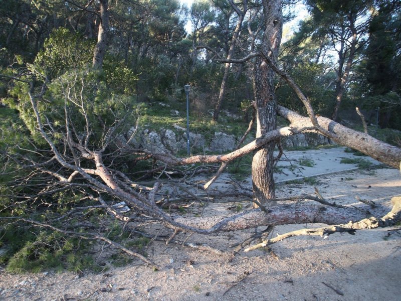 Split: Nakon olujnih udara bure najviše stradala stabla i drveni električni stupovi