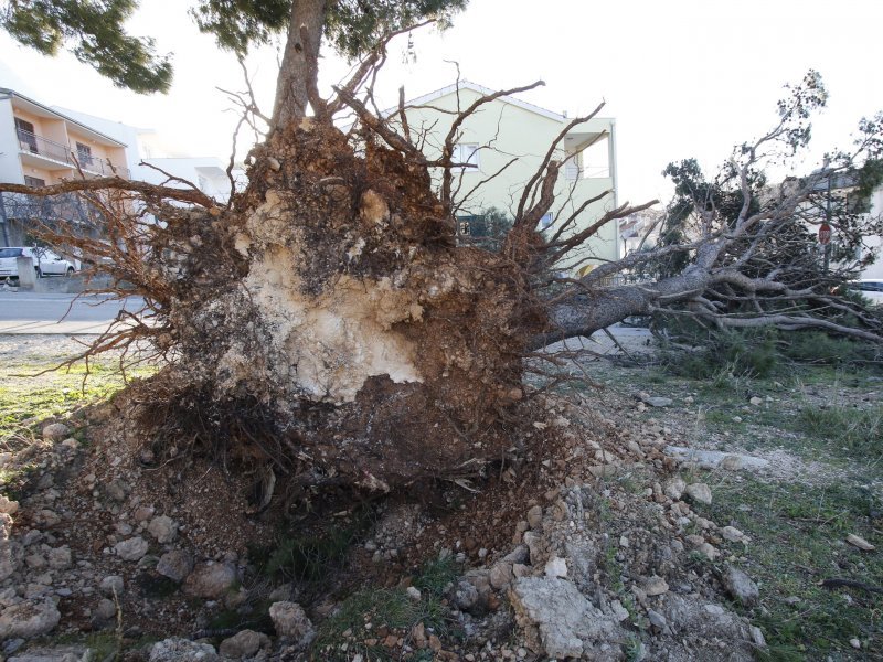 Makarska: Orkanska bura stvara smetnje u prometu i uzrokuje materijalnu štetu