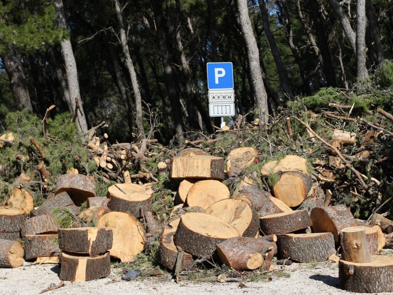 Sve je više srušenih bolesnih stabala iz Park šume Marjan