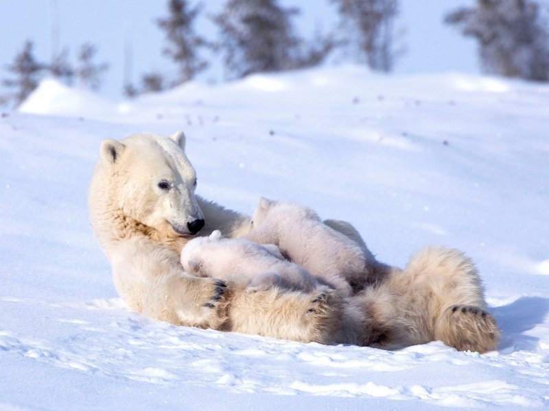 Кормит медведя