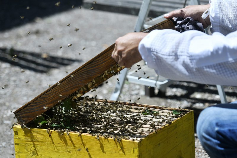 Pčele kod Elektrostrojarske obrtničke škole