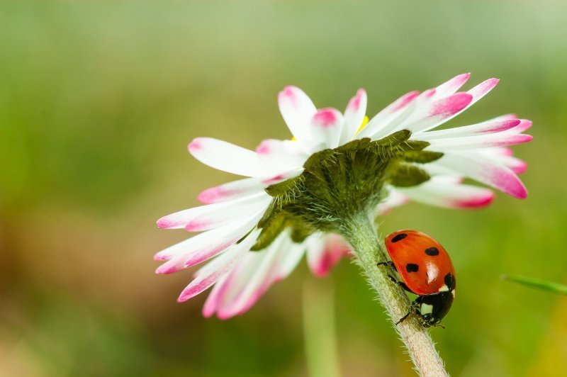 Životinjice i kukci u cvijeću