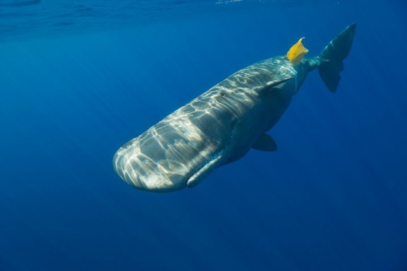 Plastika u oceanima