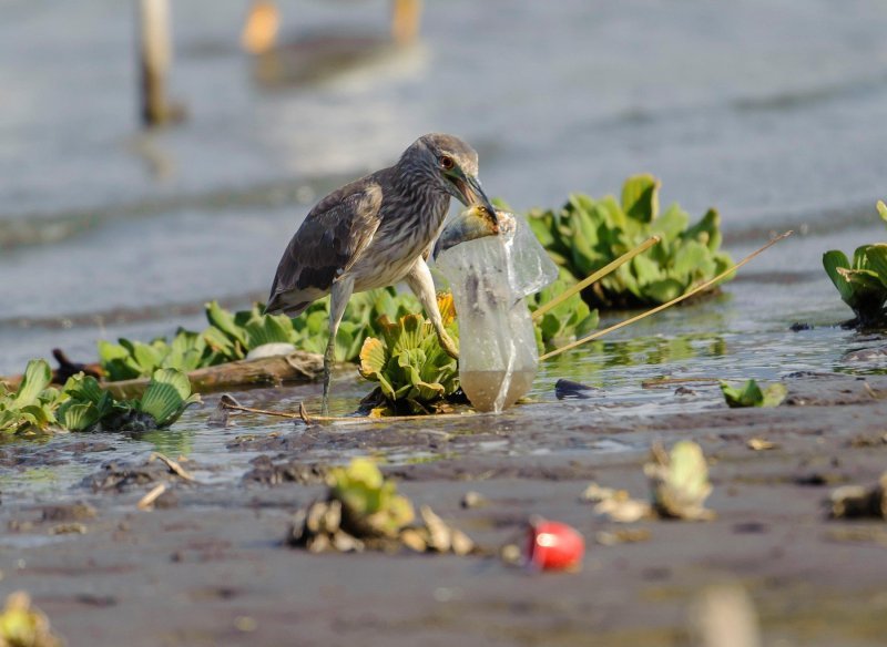 Plastika u oceanima