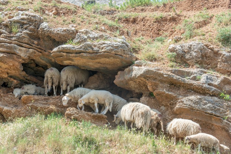 Ovce se štite od vrućine