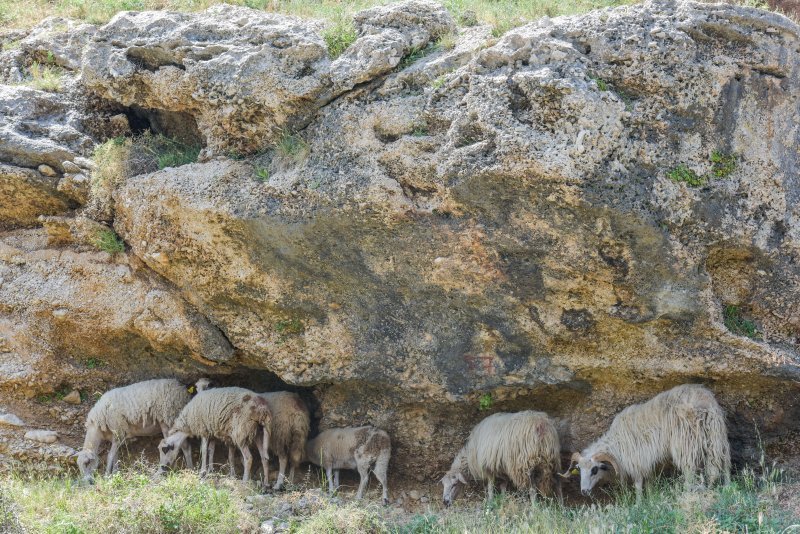 Ovce se štite od vrućine