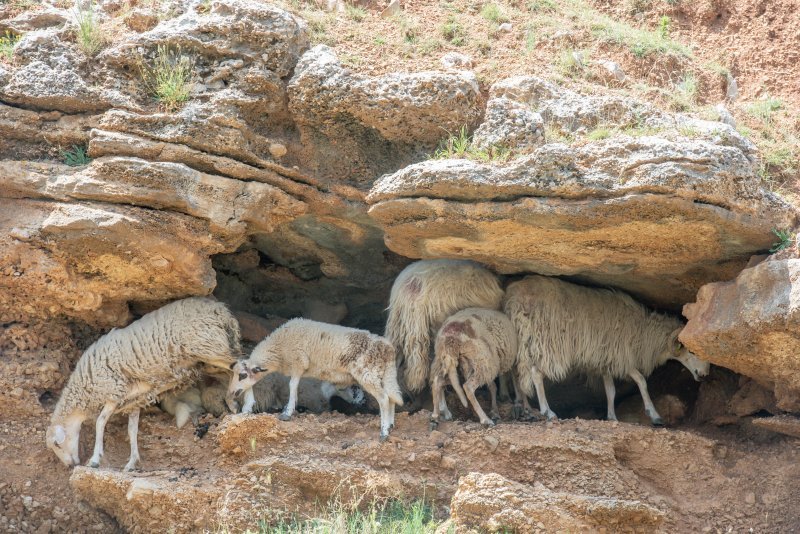Ovce se štite od vrućine